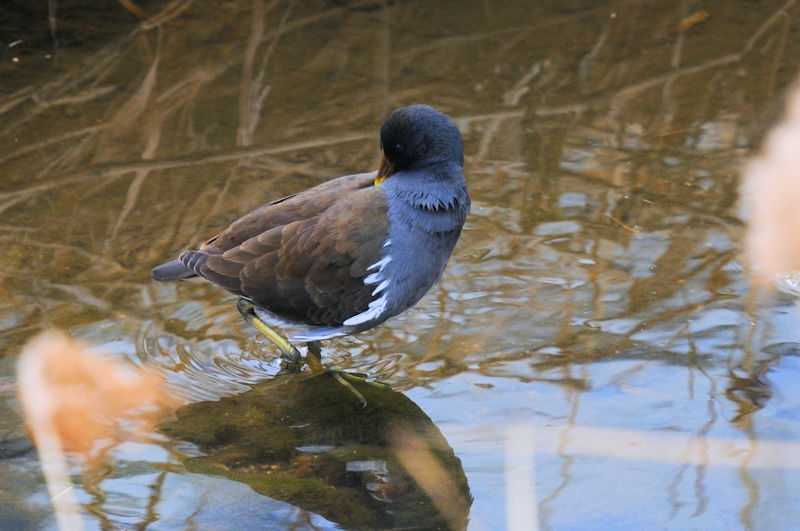 バンの羽繕い （１４態）　船橋川　枚方市　2022/02/07　Photo by Kohyuh