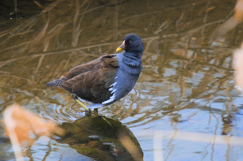 バンの羽繕い （１４態）　船橋川　枚方市　2022/02/07　Photo by Kohyuh