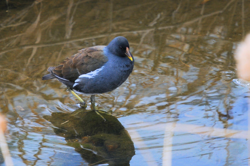バンの羽繕い （１４態）　船橋川　枚方市　2022/02/07　Photo by Kohyuh