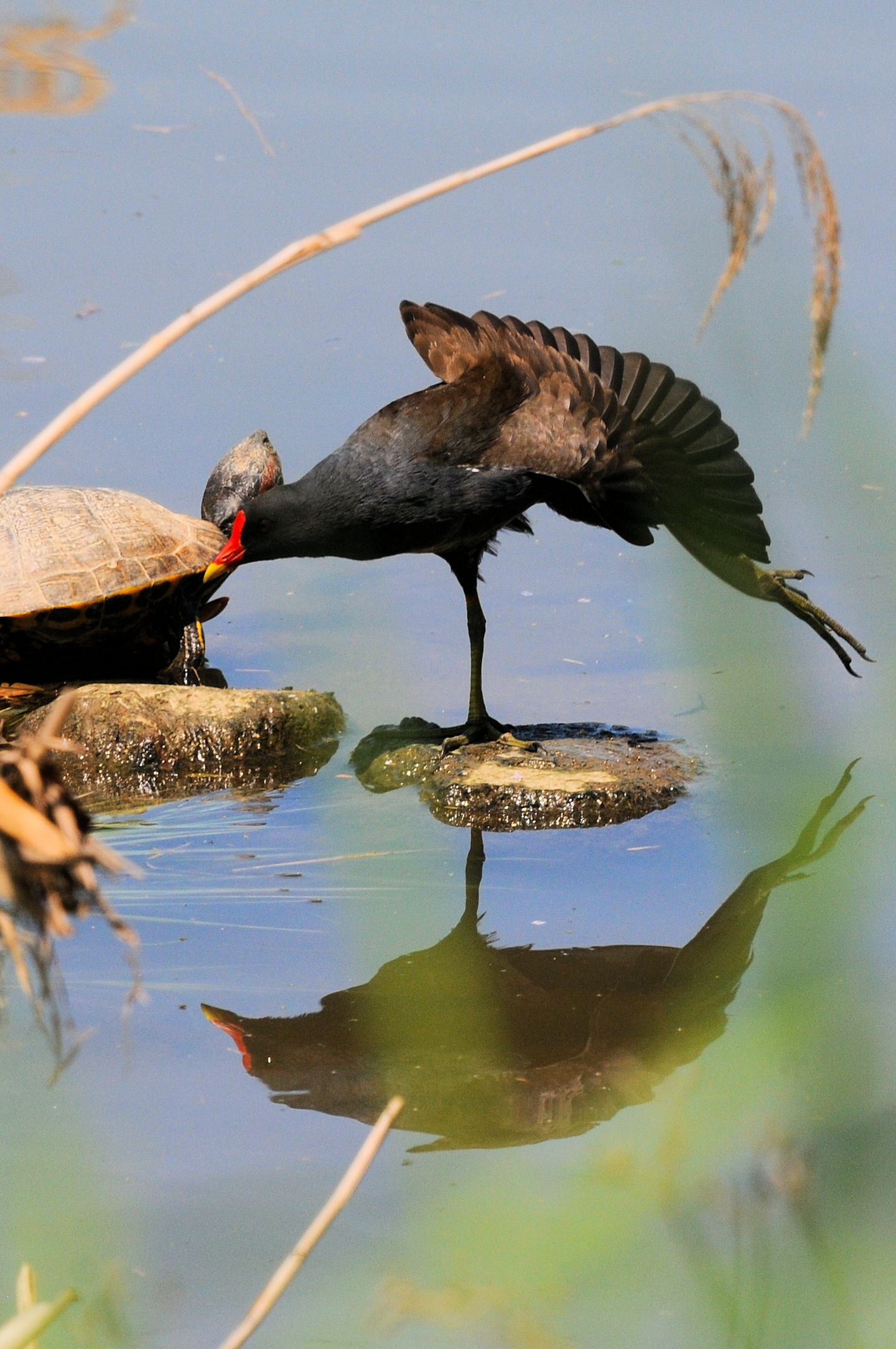 バンのストレッチ