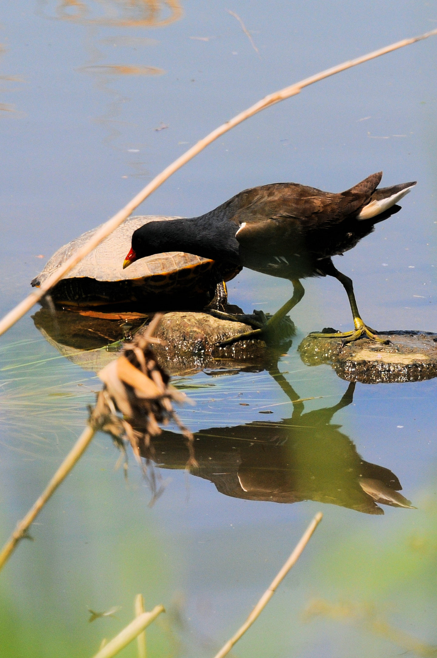 バンのストレッチ