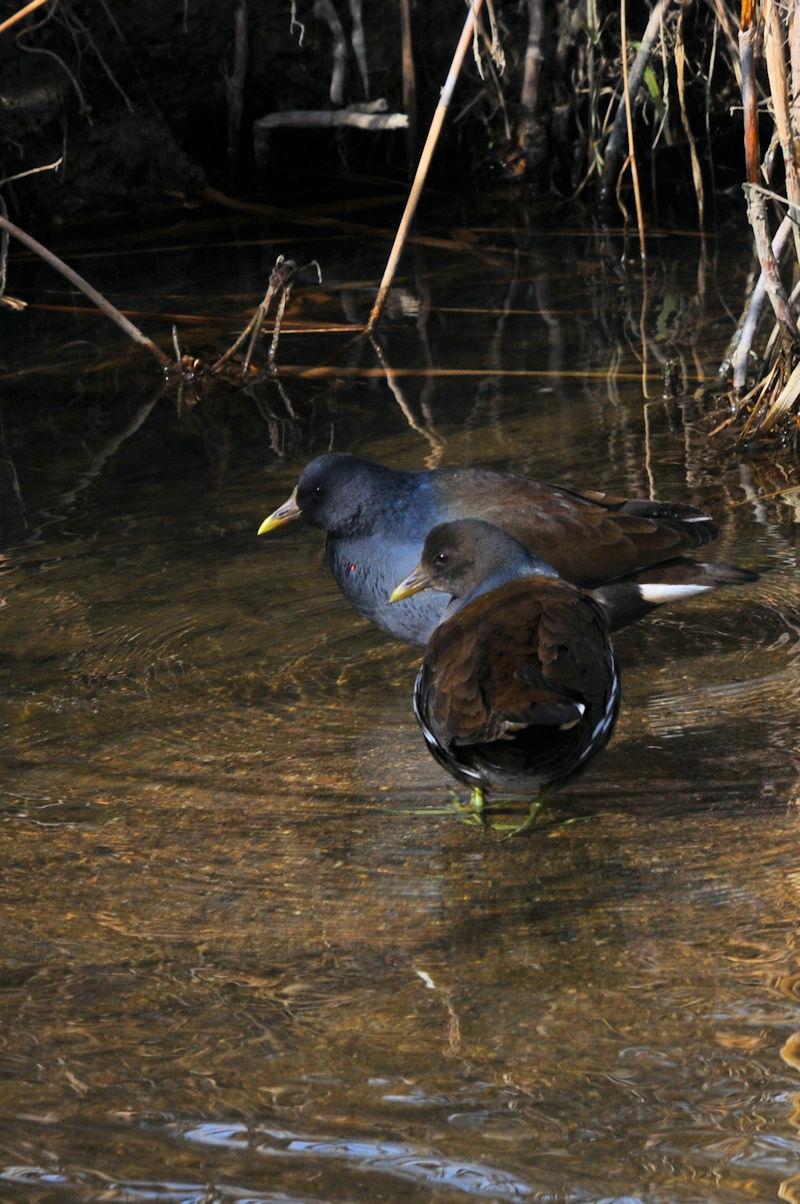 õyA@J@s@2023/01/17@Photo by Kohyuh