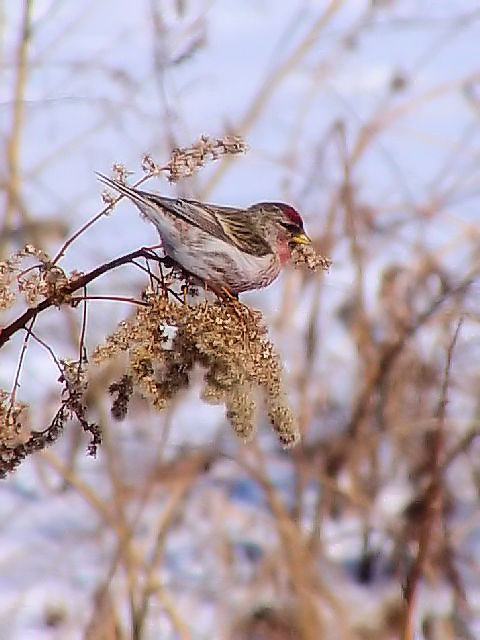 @ xjq @ߋEكTN`A@kC@2008/02/01@ Photo by Kohyuh