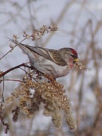 xjq@ @ߋEكTN`A@kC@2008/02/01@ Photo by Kohyuh