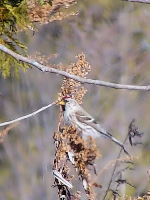 A xjq @ߋEكTN`A@kC@2008/02/01@ Photo by Kohyuh