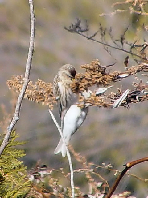 B xjq @ߋEكTN`A@kC@2008/02/01@ Photo by Kohyuh