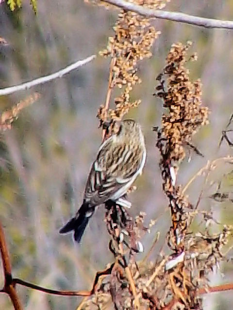 C xjq @ߋEكTN`A@kC@2008/02/01@ Photo by Kohyuh