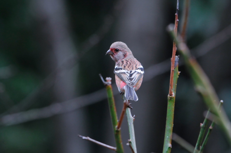 ベニマシコ　男山　八幡市　2015/01/18　Photo by Takase