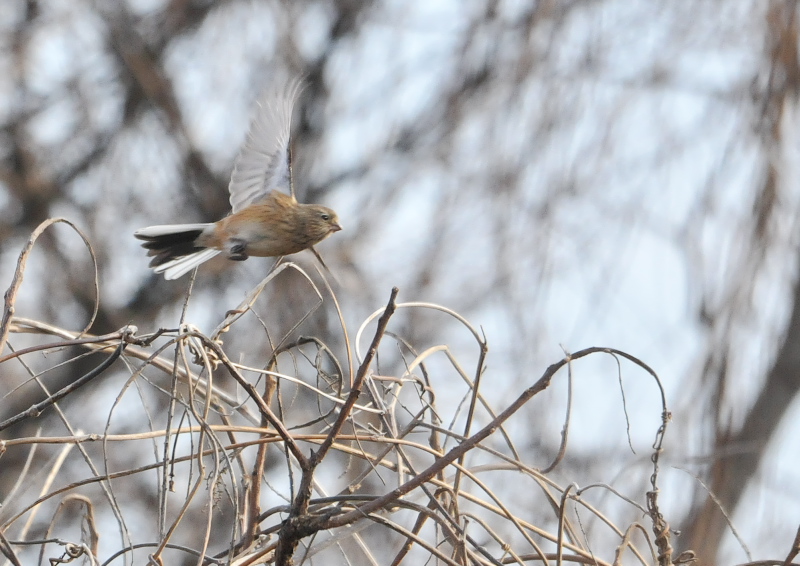 ベニマシコ　♀　淀川左岸　枚方市　2016/01/27　Photo by Takase