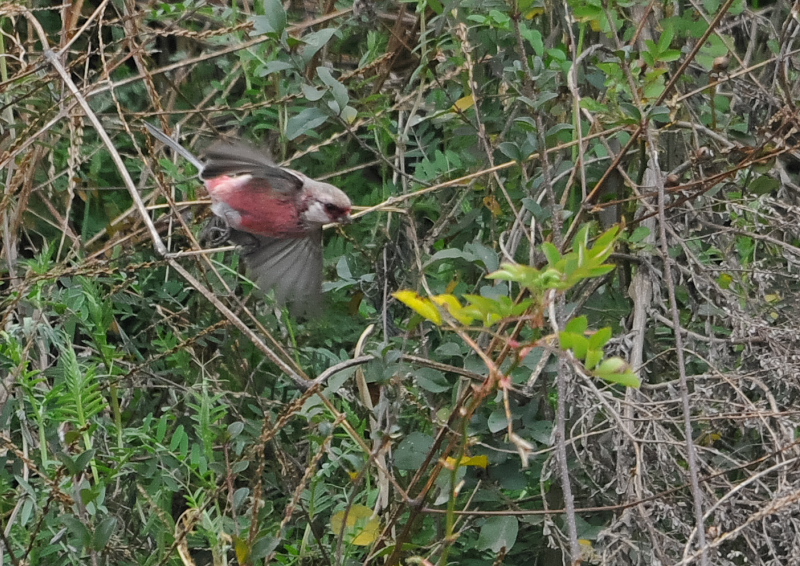 ベニマシコ （４態-2）　淀川左岸　枚方市　2016/02/15　Photo by Takase