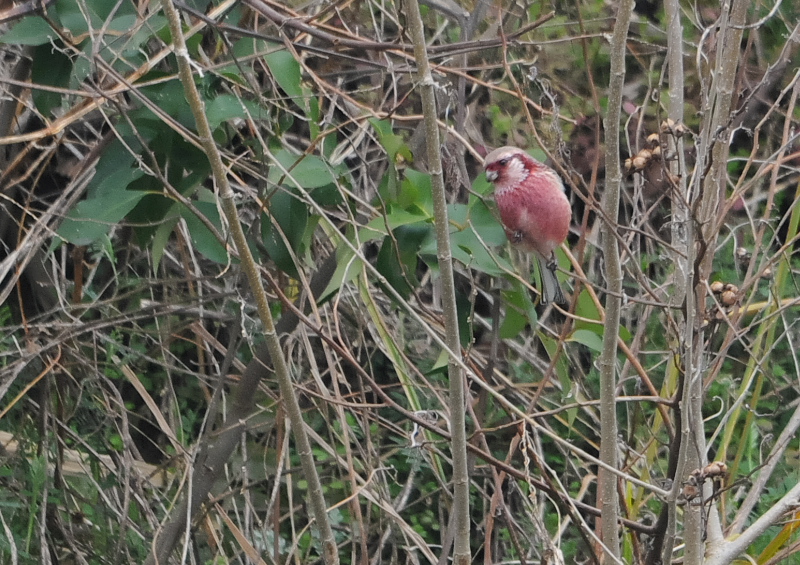 ベニマシコ （４態-3）　淀川左岸　枚方市　2016/02/15　Photo by Takase