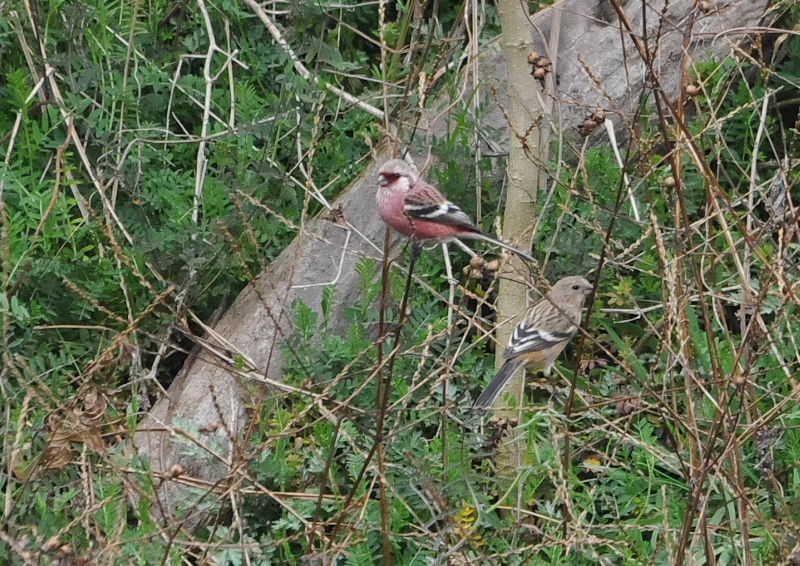 ベニマシコ （４態-4）　淀川左岸　枚方市　2016/02/15　Photo by Takase
