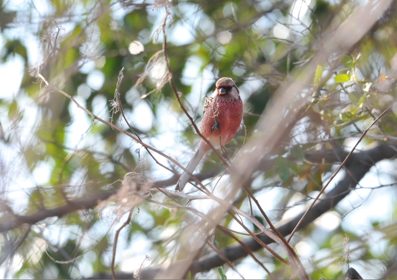 ベニマシコ　♂　淀川左岸　枚方市　2016/01/27　Photo by Takase