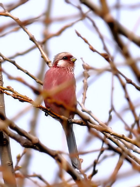 C xj}VR@@@s@썶݁@2010/03/22@Photo by Kohyuh