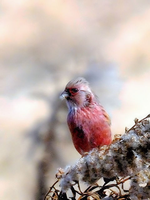 D xj}VR@@@s@썶݁@2011/02/16@Photo by Kohyuh