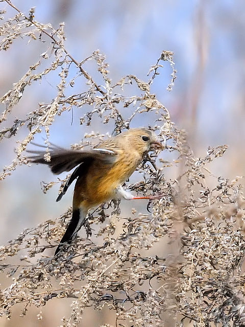 Photo-20140316@xjiVR @@썶݁@s@20014/03/16@Photo by Kohyuh