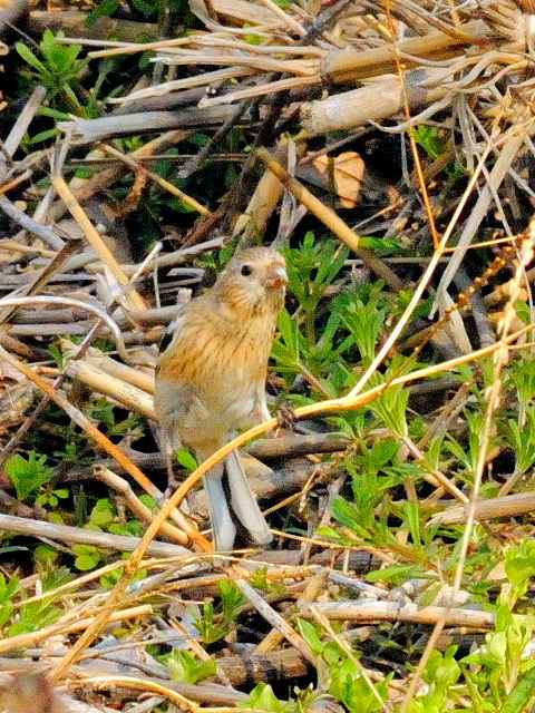 photo-20140323@xj}VR@@@s@F썶݁@2014/03/23@Photo by Kohyuh