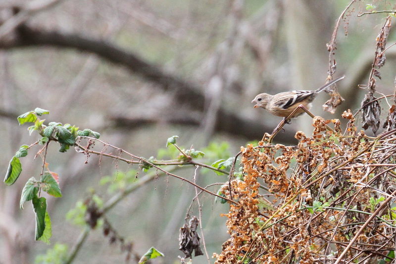 ベニマシコ　木津川　八幡市　2015/03/08　Photo by manda