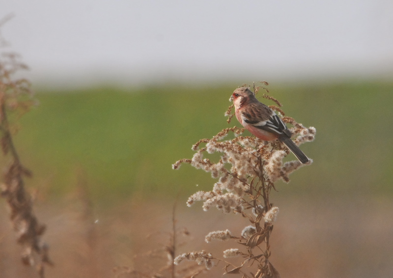 淀川周辺のベニマシコたち（９態-1）　枚方市　2016/02/28-03/16　Photo by Takase