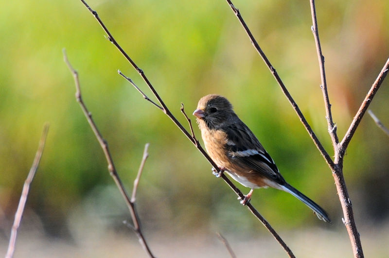 xj}VRiR-1j@͐ CV]n@s@2020/01/13@Photo by Kohyuh