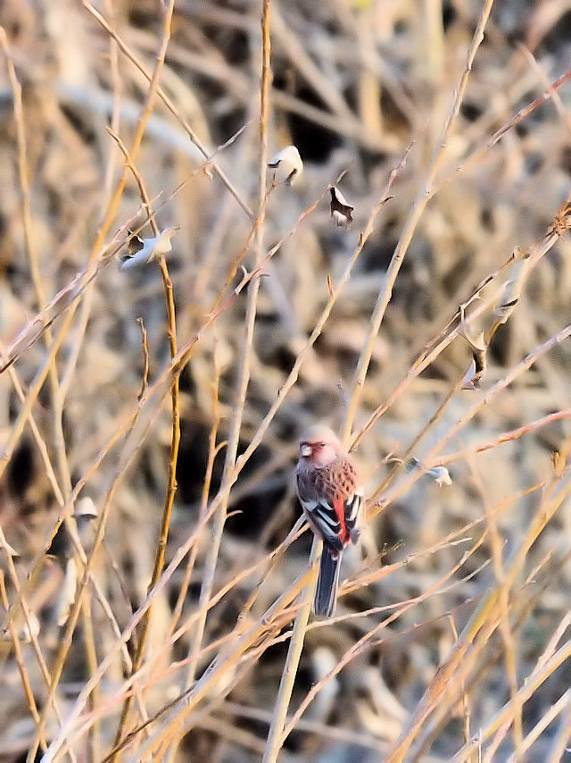xj}VR@@j͐~@R蒬@PS@s{@2017/12/22@Photo by Kohyuh