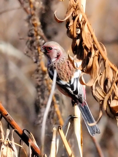 E xj}VR@@@s@썶݁@2011/02/16@Photo by Kohyuh