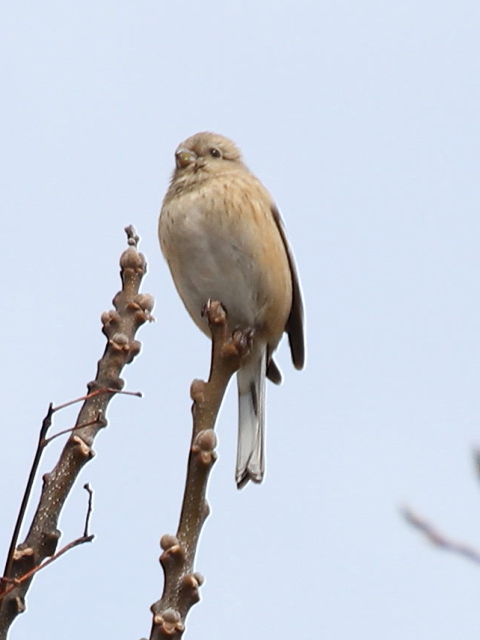 H-4 xj}VR@@@s@썶݁@2013/03/26@Photo by Manda