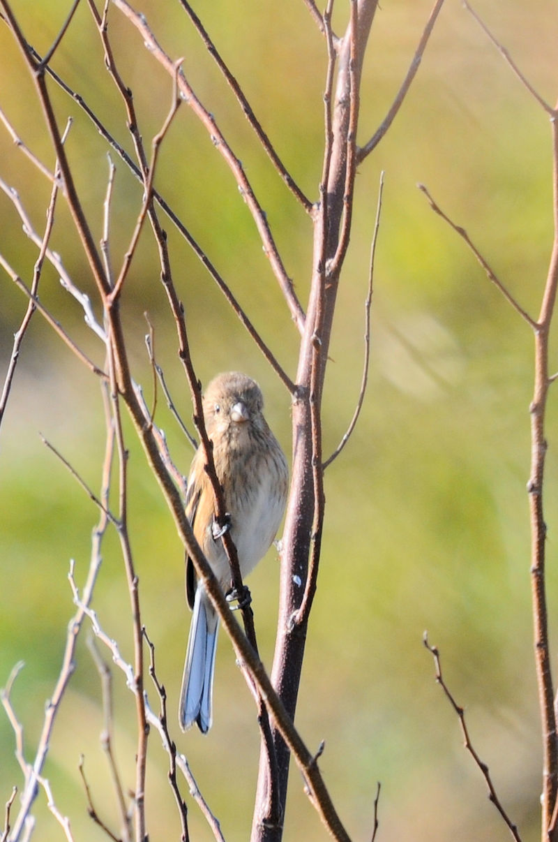 xj}VRiR-2j@͐ CV]n@s@2020/01/13@Photo by Kohyuh