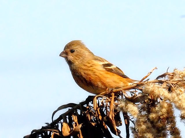 F xj}VR@@@s@썶݁@2011/02/16@Photo by Kohyuh