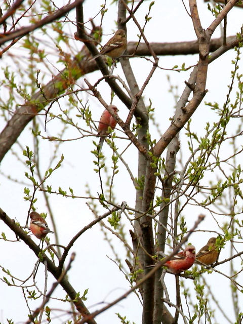 H-1 xj}VR@Q@@s@썶݁@2013/03/26@Photo by Manda