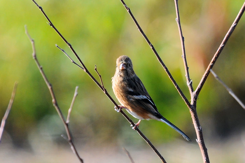 xj}VRiR-3j@͐ CV]n@s@2020/01/13@Photo by Kohyuh