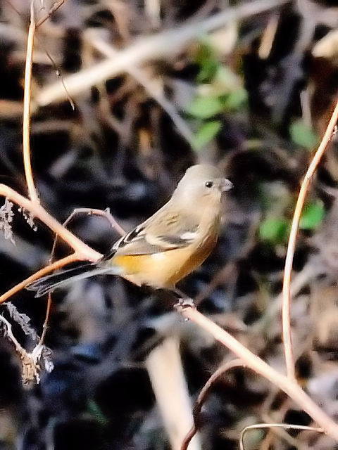 G xj}VR@@@s@썶݁@2011/02/16@Photo by Kohyuh