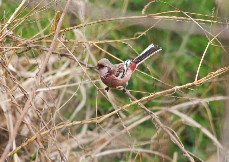 淀川周辺のベニマシコたち （９態-4）　枚方市　2016/02/28-03/16　Photo by Takase