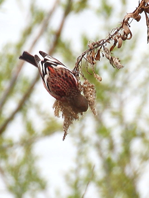 H-3 xj}VR@@@s@썶݁@2013/03/26@Photo by Manda