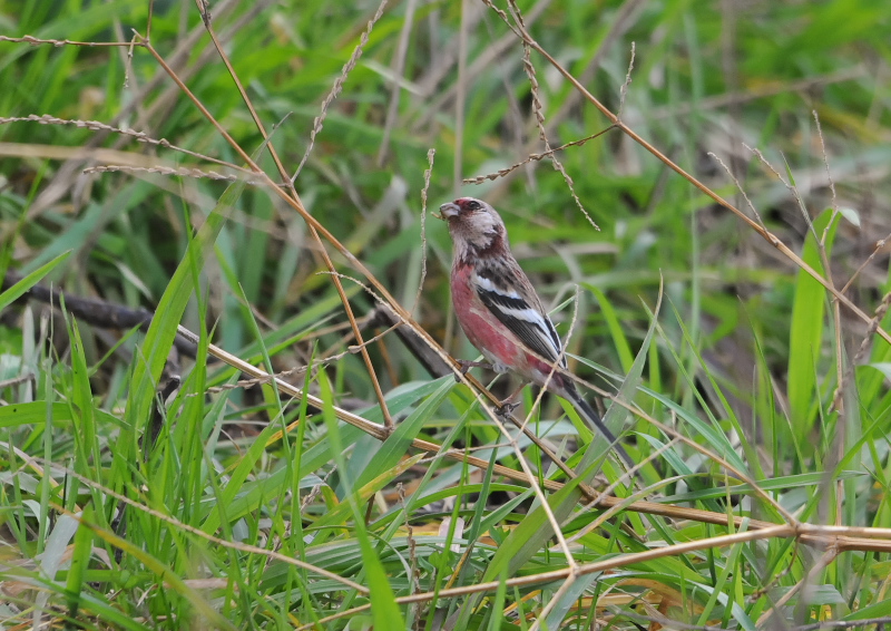 淀川周辺のベニマシコたち （９態-5）　枚方市　2016/02/28-03/16　Photo by Takase