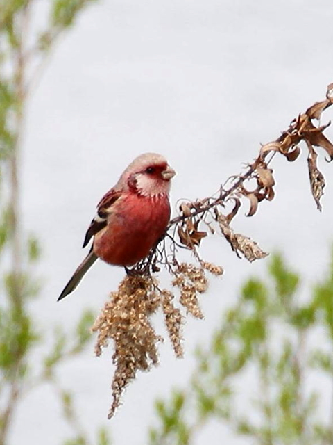 H-2 xj}VR@@@s@썶݁@2013/03/26@Photo by Manda