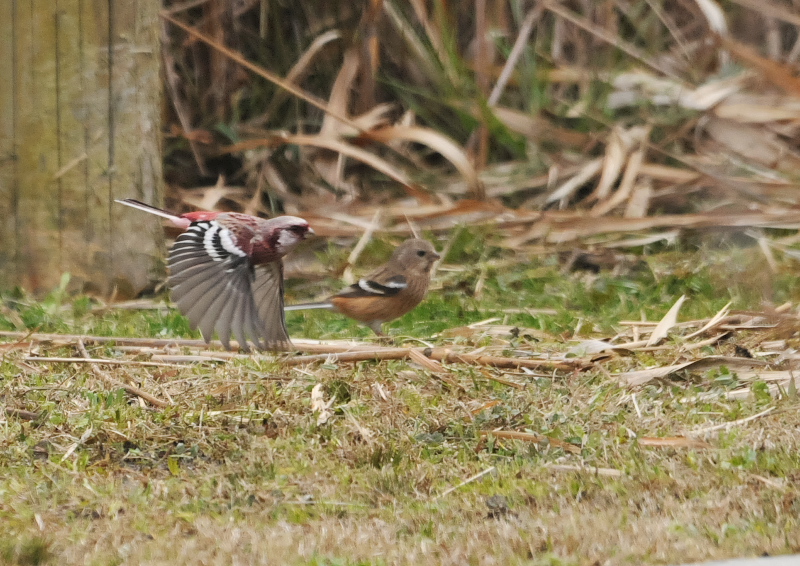 淀川周辺のベニマシコたち （９態-6）　枚方市　2016/02/28-03/16　Photo by Takase
