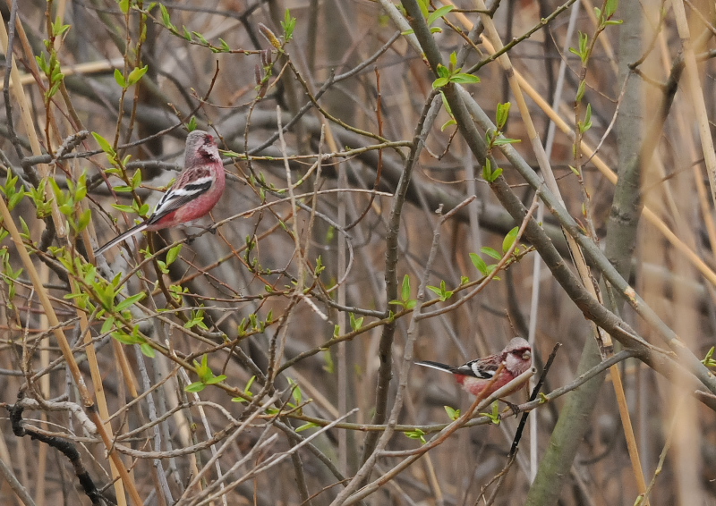 淀川周辺のベニマシコたち （９態-7）　枚方市　2016/02/28-03/16　Photo by Takase