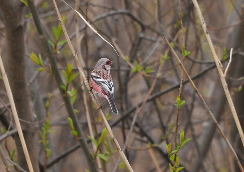 淀川周辺のベニマシコたち （９態-8）　枚方市　2016/02/28-03/16　Photo by Takase