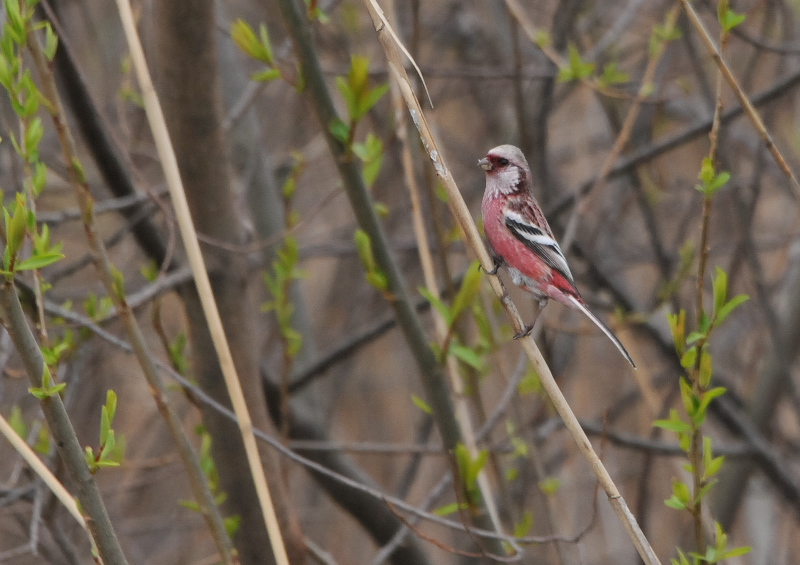 淀川周辺のベニマシコたち （９態-9）　枚方市　2016/02/28-03/16　Photo by Takase