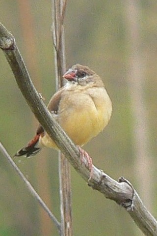 C xjXY @s@F썶݁@ 2008/04/09@Photo by Takase