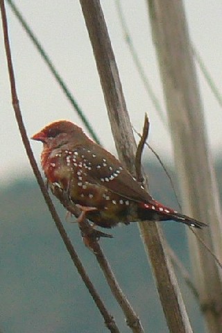 D xjXY @s@F썶݁@ 2008/04/09@Photo by Takase