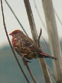 《ベニスズメ》　写真はクリックで拡大する