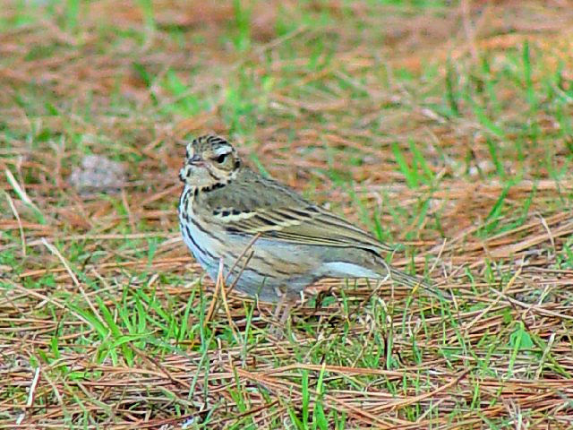 ビンズイ　くろんど池　交野市　2015/02/06　Photo by Takase