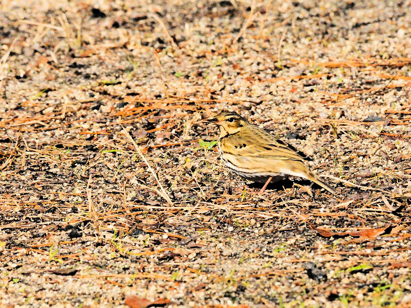 くろんど池の野鳥たち（１５態-11） くろんど池　生駒市 2018/01/15　Photo by Kohyuh （写真提供：　好酉）