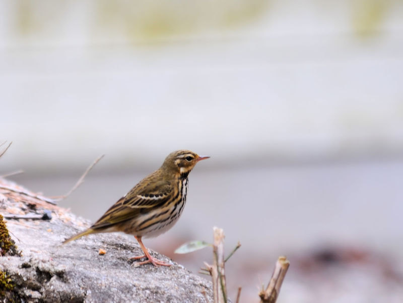 rYC@ǒr@s@ޗǌ@2019/01/07@Photo by Kohyuh