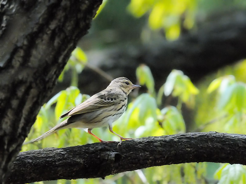 B rYC@@Rcr@s@2010/04/21@Photo by Kohyuh