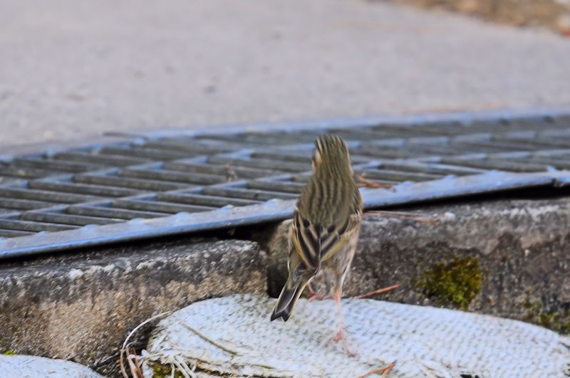 rYC@ǒr@s@ޗǌ@2020/01/11@Photo by Kohyuh