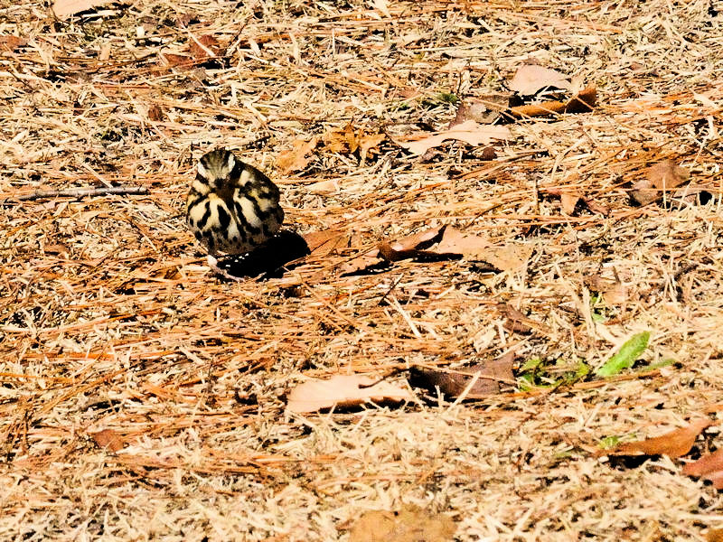 くろんど池の野鳥たち（１５態-12） くろんど池　生駒市 2018/01/15　Photo by Kohyuh （写真提供：　好酉）