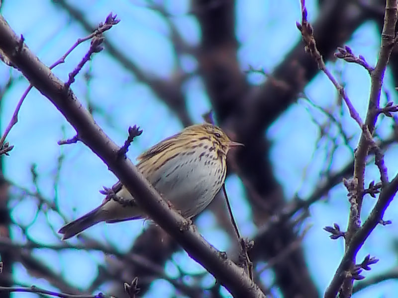 A rYC@@w@s@2009/01/16@Photo by Kohyuh